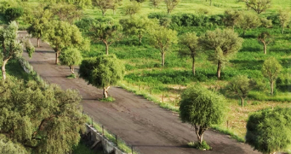 असली शमी वृक्ष/ थार शोभा खेजड़ी की सम्पूर्ण जानकारी 