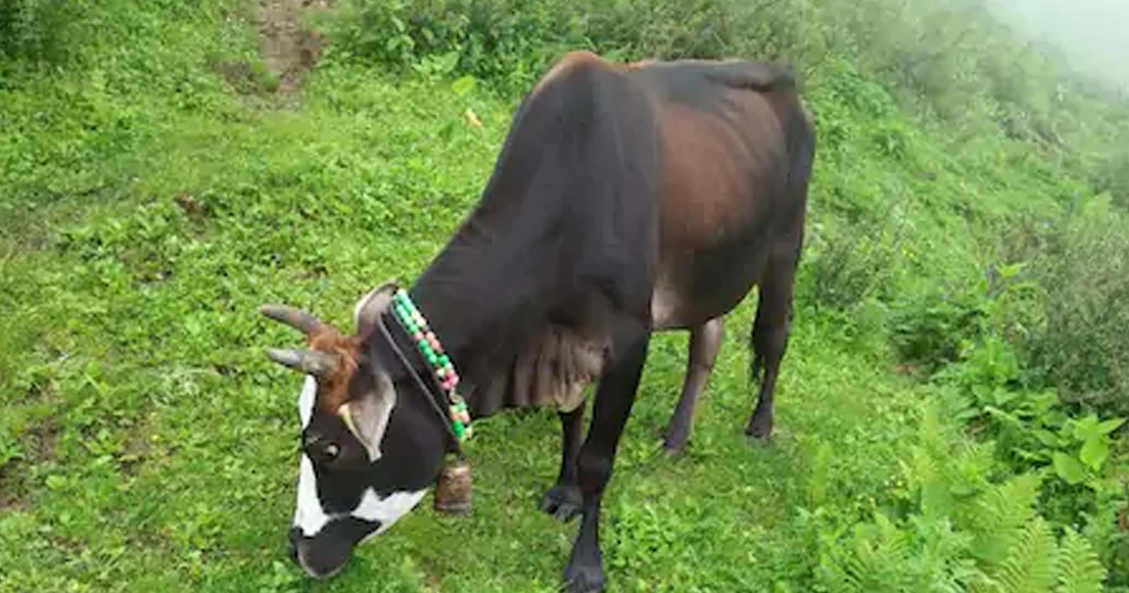 प्राकृतिक चारा - खेजड़ी के पत्ते  को लुंग कहते है