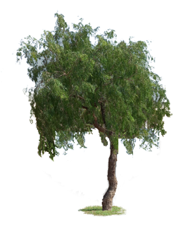 असली शमी वृक्ष की सम्पूर्ण जानकारी