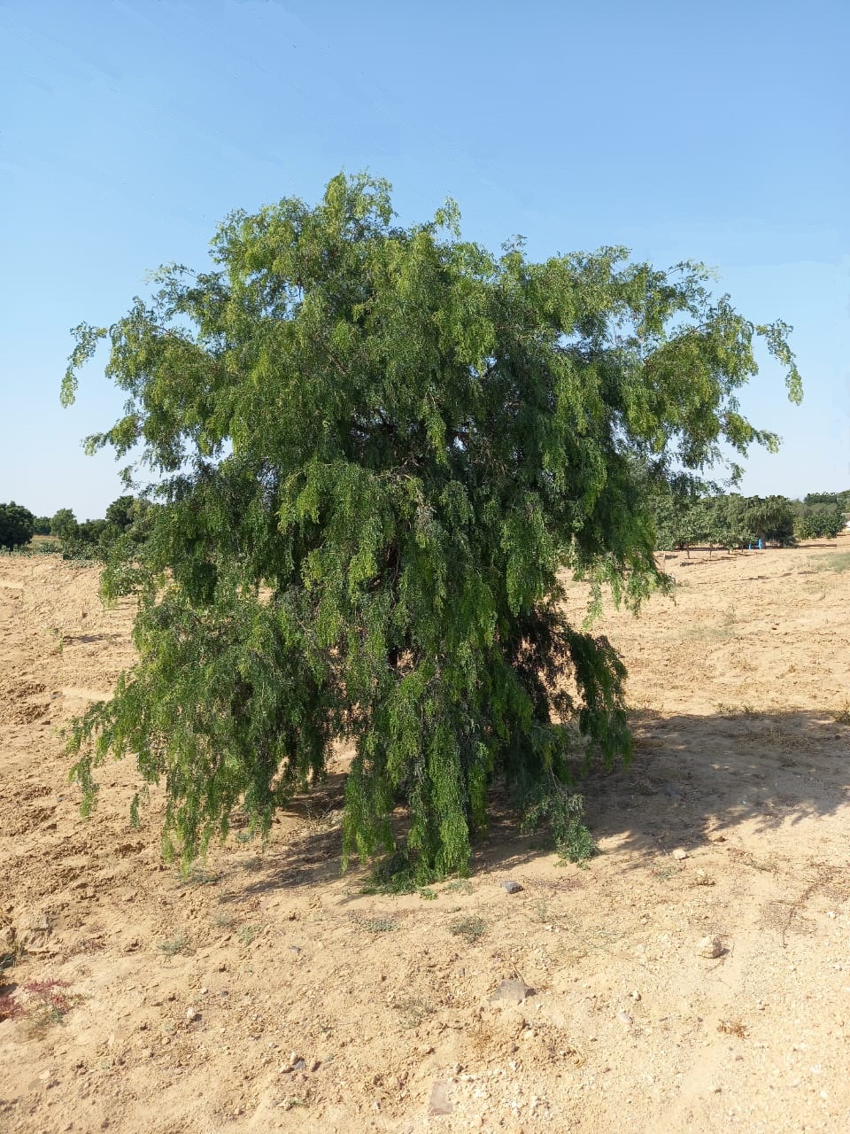 सांगरी उत्पादन के लिए खेजड़ी की बागवानी, फार्मिंग