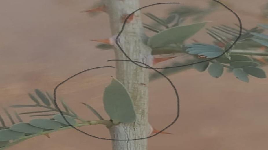 Identification of Shami tree