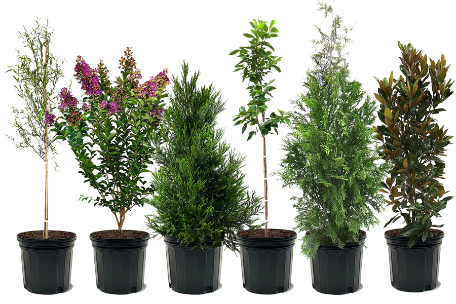 wholesale plant supplier Bikaner