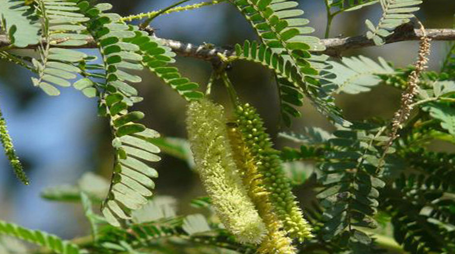 असली शमी वृक्ष की पहचान कैसे करें 