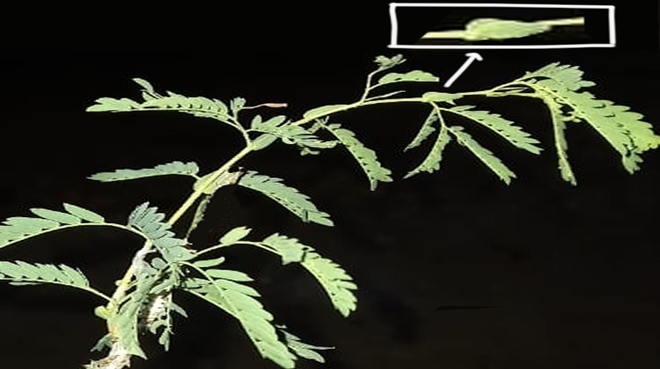 शमी वृक्ष की पहचान और विशेषता