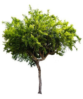 grafted amla fruit plant in bulk for agriculture farming bikaner