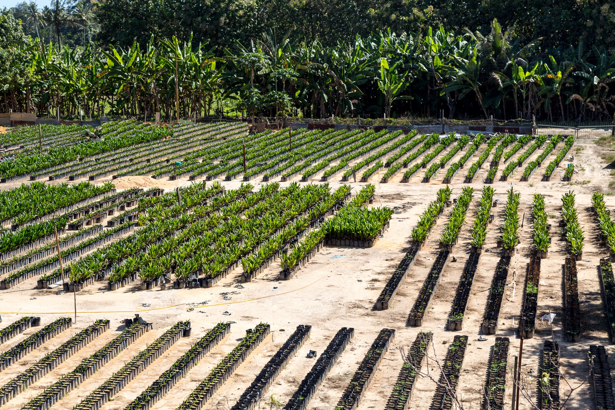 buy wholesale hybrid thar shobha khejri plant