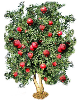 wholesale Anar plant manufacturer in Bikaner, Churu, Sikar, Barmer