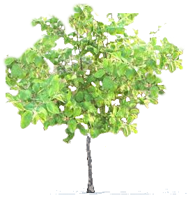 bulk grafted thai apple ber plant Churu, Bikaner, Sikar, Barmer, Jodhpur