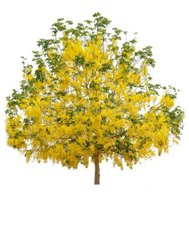 Amltash wholesale plant supplier Rajasthan