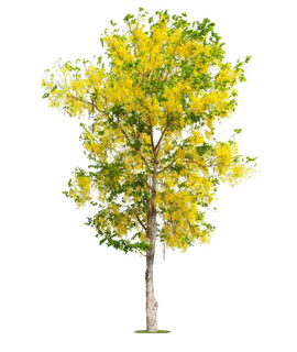 SK Nursery House providing commercial farming of Amaltash