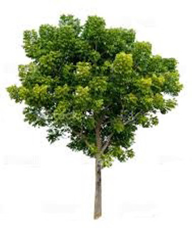 SK Nursery House providing commercial farming of bakayan