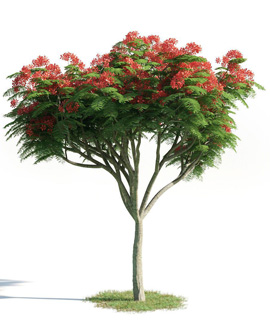 wholesale hybride shisham plants in bikaner