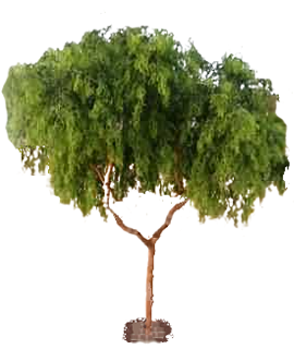 Grafted, Hybrid, Cuttings, Organically plants in bulk