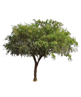 Commercial farming of hybrid Thar Shobha Khejri plant