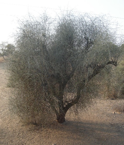 bulk kair plant in sk nursery house Rajasthan