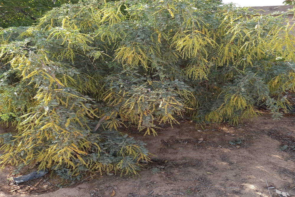 Grfted Thar shobha khejri plant at S K Nursery House Bikaner