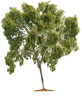 हाइब्रिड थार शोभा खेजड़ी