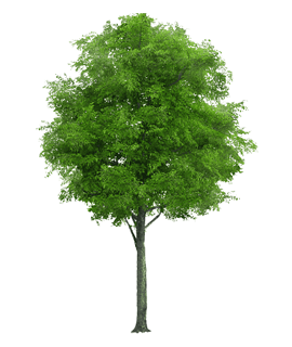 SK Nursery House providing commercial farming of malabar