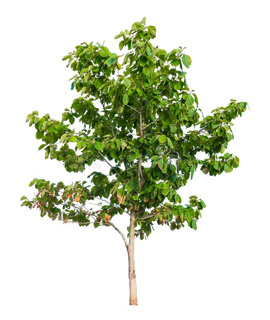 Sagwan wholesale plant supplier Rajasthan