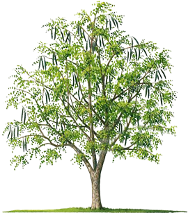 हाइब्रिड सहजन पेड़