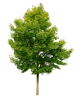 wholesale shahtoot plant in Rajasthan mulberry tree