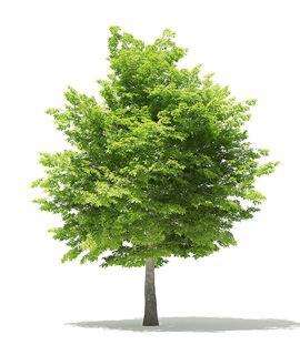 wholesale hybride shisham plants in bikaner