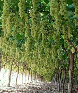 bulk Angoor plant in sk nursery house Jodhpur